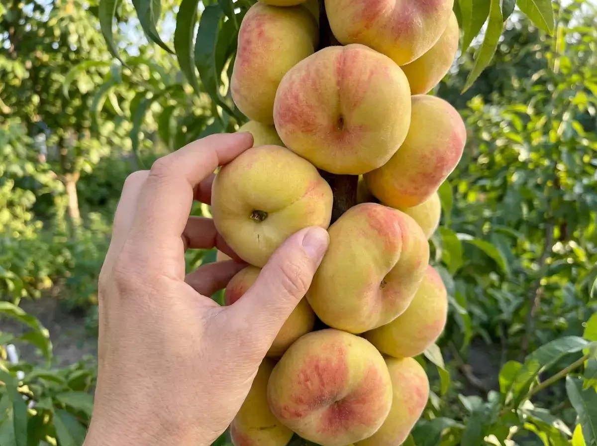 Врожай персику